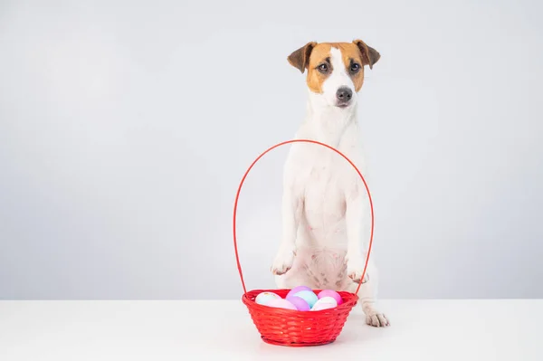 Jack Russell terrier dog i czerwony kosz z kolorowymi jajkami na Wielkanoc na białym tle — Zdjęcie stockowe