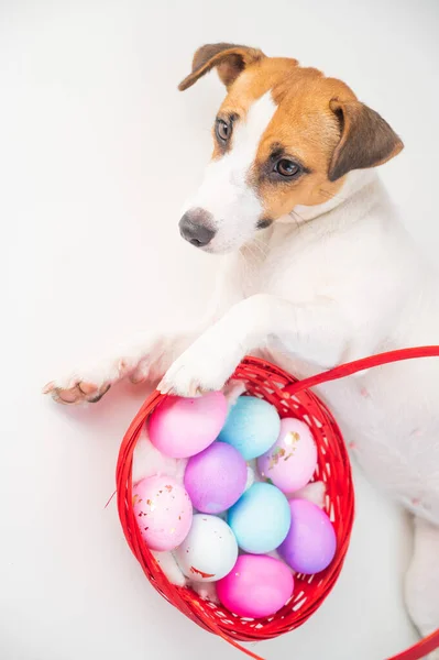 俯瞰小狗杰克鲁塞尔的狗躺在一个红色的篮子上，上面有一个色彩斑斓的蛋，背景是白色的，供复活节用 — 图库照片