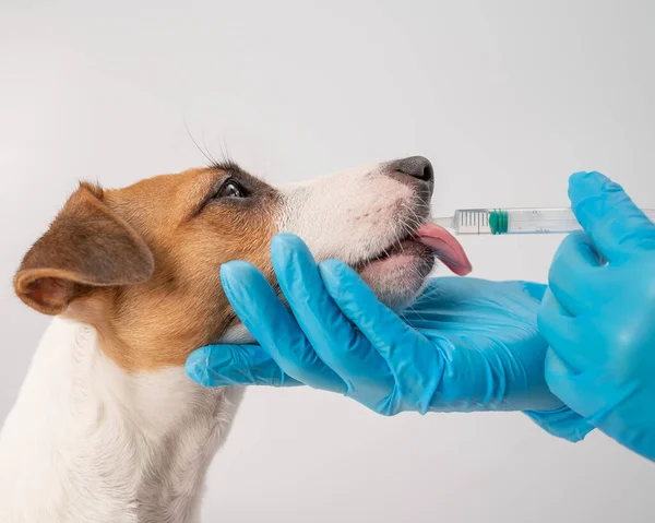 Close-up de um veterinário injetando medicamento de uma seringa em uma boca de cães em um fundo branco. Jack Russell terrier lambe vitaminas líquidas — Fotografia de Stock