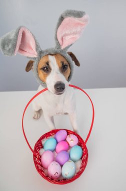 Sevimli Jack Russell teriyer köpeği yanında tavşan çemberinde beyaz arka planda boyalı paskalya yumurtaları olan bir sepet tutuyor..