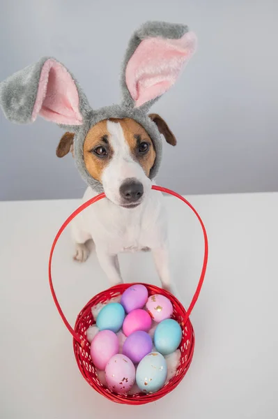 可爱的杰克鲁塞尔小狗在兔子的边缘举行一个篮子与彩绘的复活节蛋在白色的背景. — 图库照片