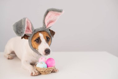 Beyaz arka planda boyalı yumurta sepeti olan tavşan kostümlü komik köpek Jack Russell Terrier. Katolik Paskalya sembolü