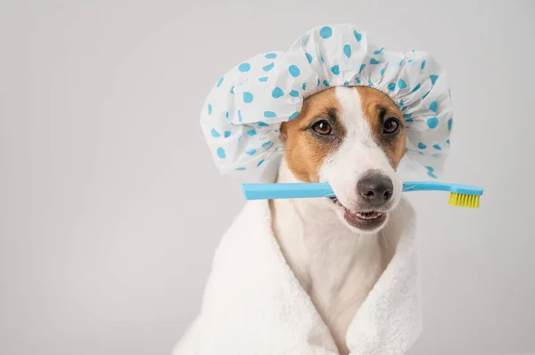 Портрет собаки Джек Рассел терьер в шапочке для душа и полотенце с зубной щеткой во рту на белом фоне. — стоковое фото