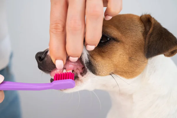 Donna spazzolatura suo cane jack russell terrier denti su sfondo bianco. — Foto Stock