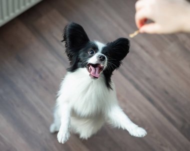Papillon köpek oynar ve zıplar. Üst görünüm