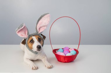Beyaz arka planda boyalı paskalya yumurtaları olan bir sepetin yanındaki tavşan çemberindeki sevimli Jack Russell Terrier köpeği..