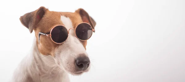 Retrato de un perro en gafas de sol sobre un fondo blanco. Pantalla panorámica. — Foto de Stock