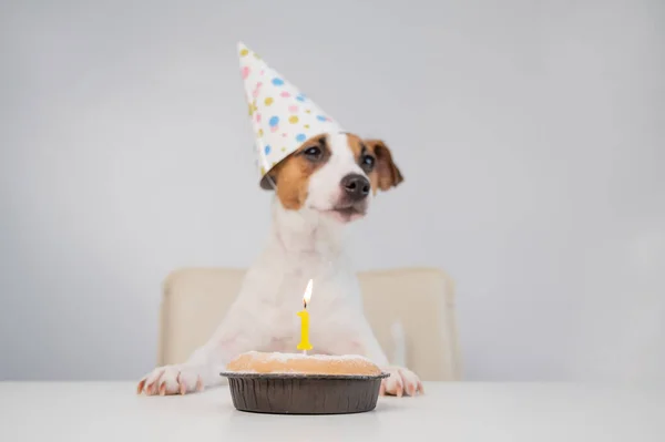 Un lindo perro con una gorra festiva se sienta frente a un pastel con una vela ardiente número uno. Jack Russell Terrier celebra su cumpleaños —  Fotos de Stock