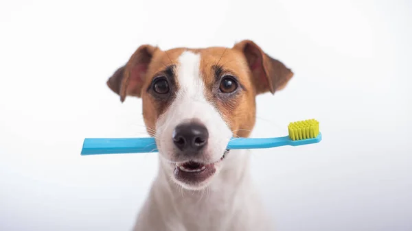Розумний собачий джек-тер'єр тримає синю зубну щітку в роті на білому тлі. Гігієна порожнини рота домашніх тварин — стокове фото