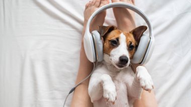 Şirin köpek Jack Russell Terrier sahibinin bacaklarının üzerinde sırt üstü uzanıyor ve kulaklıkla müzik dinliyor..