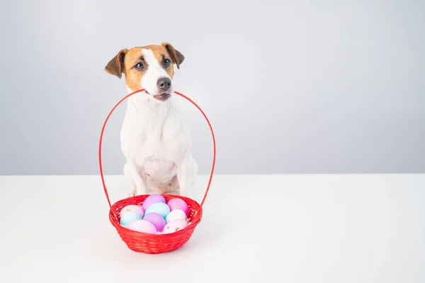 Jack Russell terrier pies trzyma czerwony kosz z kolorowymi jajkami na Wielkanoc na białym tle — Zdjęcie stockowe