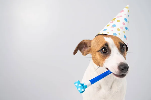 Engraçado Jack Russell Terrier cão vestindo um boné de aniversário segurando um apito em um fundo branco. — Fotografia de Stock