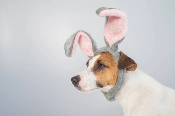 Portrait of a cute dog jack russell terrier in a bunny headband on a white background. — Stock Photo, Image