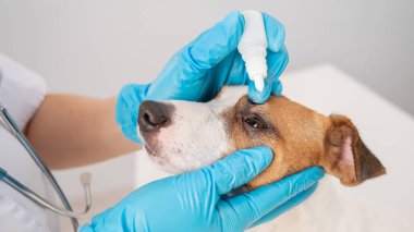 Beyaz arka planda Jack Russell Terrier köpeğine göz damlası damlatan kadın veteriner..