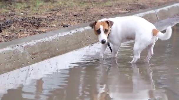 Pies Jack Russell Terrier pije z kałuży — Wideo stockowe