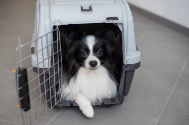 Güvenli yolculuk için kutuda bir köpek. Papillon evcil hayvan nakliye kafesinde