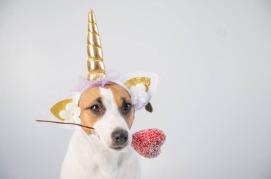 Beyaz bir arka planda kalbi tutan tek boynuzlu at başlığı takmış şirin Jack Russell Terrier köpeği..