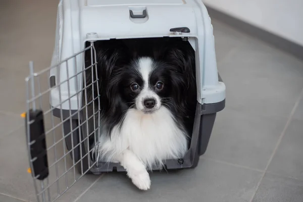 A dog in a box for safe travel. Papillon in a pet transport cage