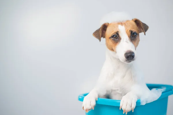 Divertente cane amichevole jack russell terrier prende un bagno con schiuma su uno sfondo bianco — Foto Stock