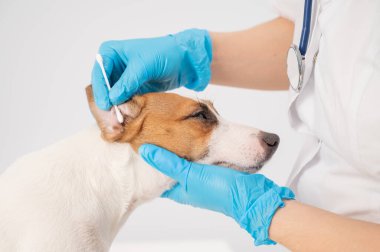 Veteriner, beyaz bir arka planda köpek Jack Russell Terrier 'a pamuklu çubukla kulak temizliyor..