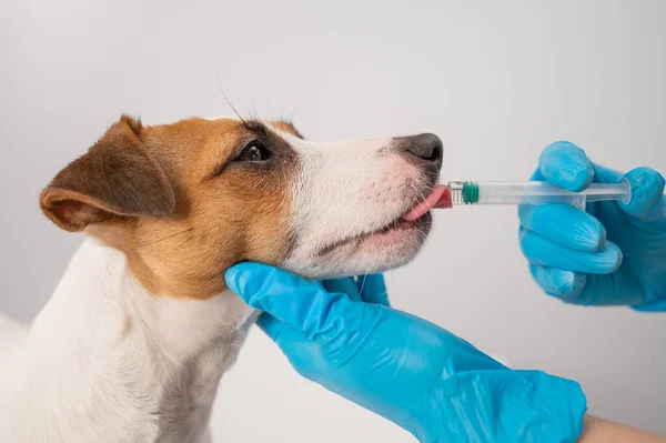 Beyaz bir arka planda, şırıngadan bir köpeğin ağzına ilaç enjekte eden bir veterinerin yakın çekimi. Jack Russell Terrier sıvı vitaminleri yalıyor.