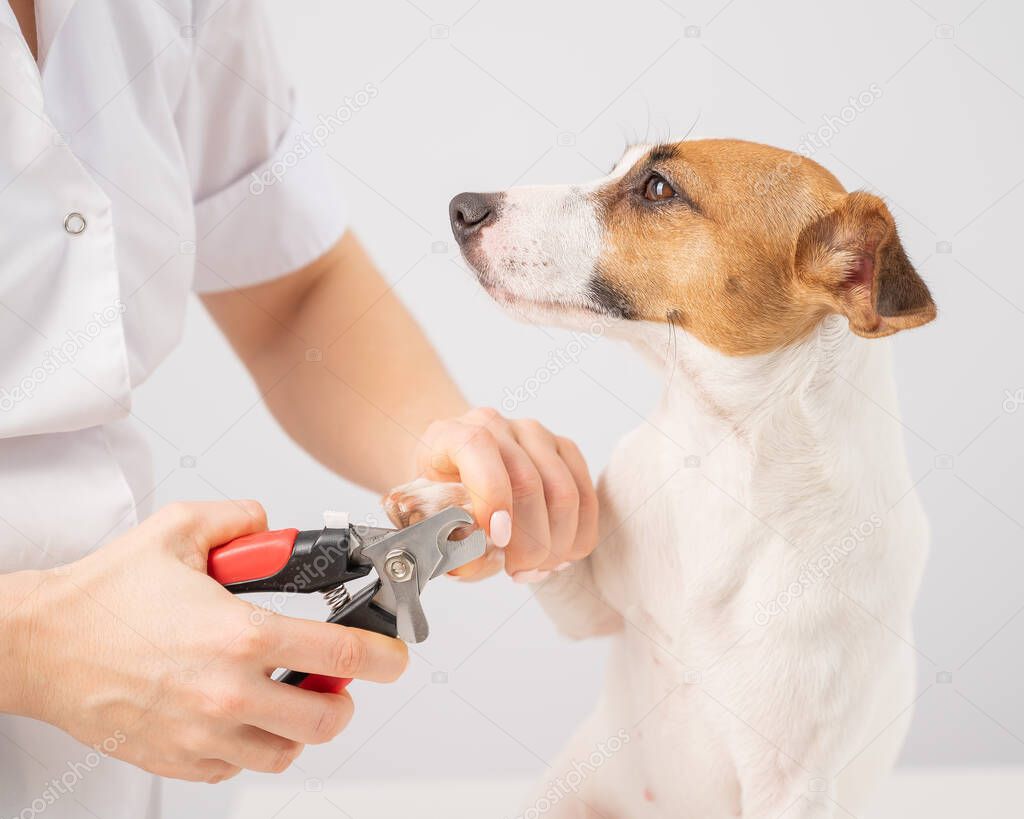 The veterinarian cuts the dog jack russell terriers claws on a white background.