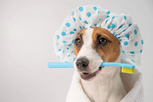 Portrait of a dog jack russell terrier in a shower cap and a towel holding a toothbrush in his mouth on a white background.