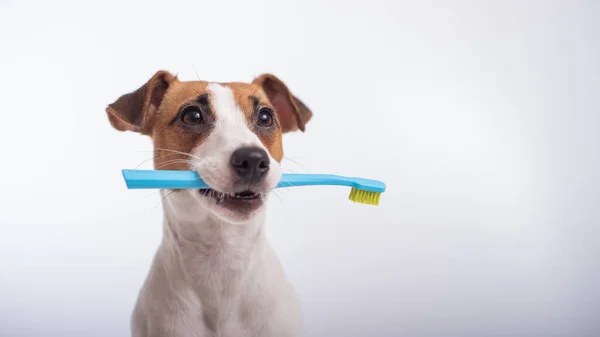 Okos kutya Jack Russell terrier tartja a kék fogkefét a szájában, fehér alapon. Háziállatok szájhigiéniája — Stock Fotó