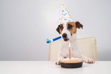 Doğum günü şapkalı şirin bir köpek Jack Russell Terrier 'ı bir düdük tutuyor ve beyaz arka planda mumlu pastaya bakıyor. Boşluğu kopyala