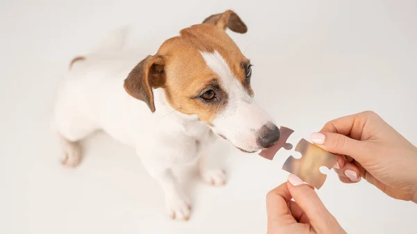 Un perro leal sostiene una pieza del rompecabezas, y el dueño sostiene la segunda. Jack Russell Terrier y una mujer forman un solo todo. — Foto de Stock