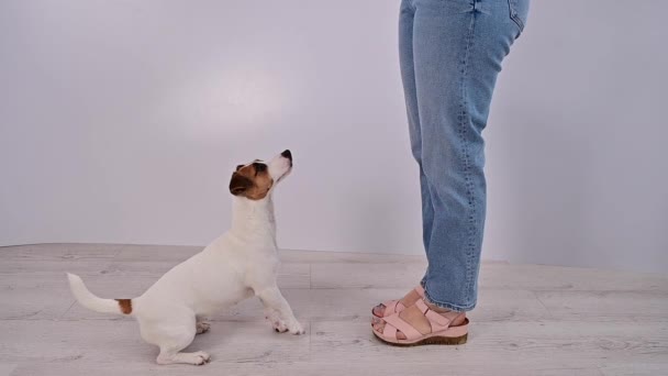 Dog Jack Russell Terrier fängt unterwegs Futter auf weißem Hintergrund im Studio. — Stockvideo