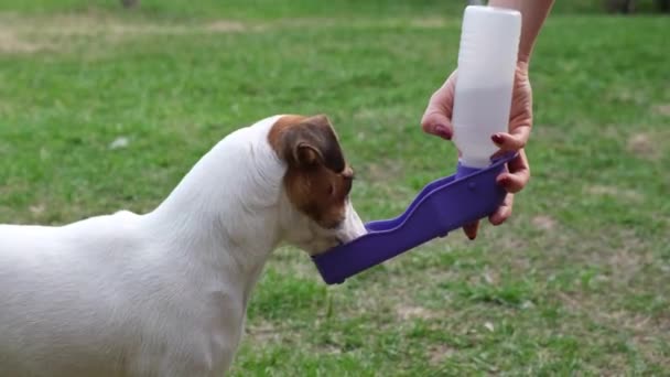 Kobieta daje psu napój ze specjalnej przenośnej miski na świeżym powietrzu. Jack Russell Terrier zaspokaja pragnienie plastikową butelką podróżną — Wideo stockowe