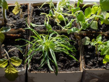 Seedling kutusu yakın plan. Bunu takiben evde sebze yetiştiriyorum.