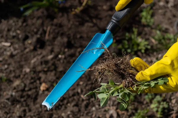 Un giardiniere raccoglie le erbacce dal giardino con una spatola — Foto Stock
