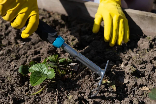 A gardener spuds strawberry beds with a rake. — Stock Photo, Image