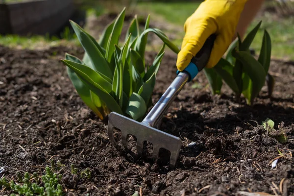 Il coltivatore spuda piante di fragole con un rastrello. Lavoro in giardino — Foto Stock