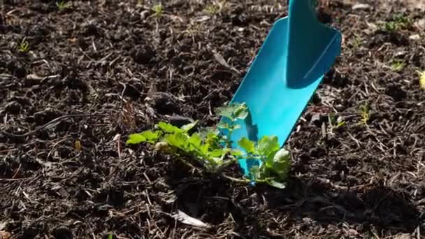 Een tuinman pikt onkruid op uit de tuin met een spatel — Stockvideo