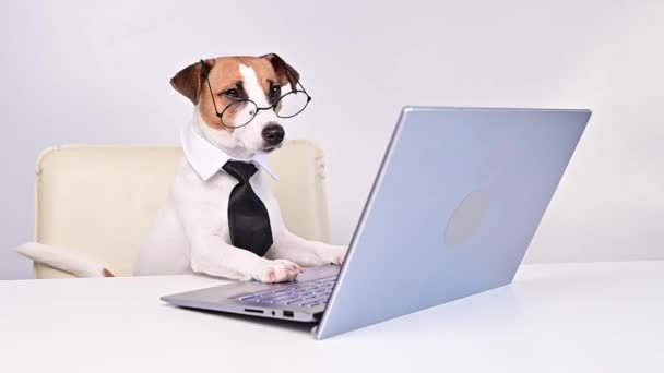Il terrier russell di cric di cane in occhiali e una cravatta si siede a una scrivania e lavora a un computer su uno sfondo bianco. Rappresentazione umoristica di un animale domestico capo. — Video Stock