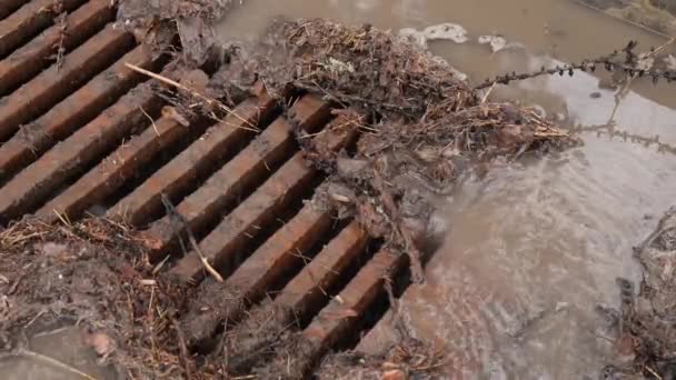 Kanalizační rošt ucpaný troskami z listí a jehličí borovic během deště. — Stock video