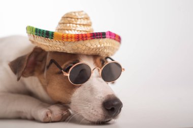 Jack Russell Terrier köpek portresi. Güneş gözlüğü ve sombrero takıyor..