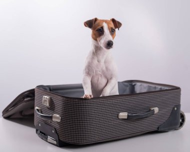 Jack Russell Terrier tatil beklentisiyle beyaz bir arka planda bir bavulun içinde oturuyor. Köpek sahipleriyle bir yolculuğa çıkıyor.