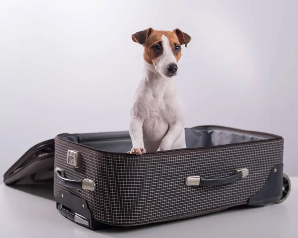 Jack Russell Terrier se sienta en una maleta sobre un fondo blanco en previsión de unas vacaciones. El perro se va de viaje con los dueños. — Foto de Stock