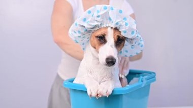 Köpeği Jack Russell Terrier 'ı, beyaz bir arka planda duş başlığında şampuanla yıkayan bir kadın.