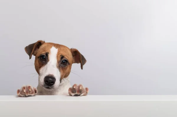 Lindo cão de raça pura Jack Russell Terrier espreitando por trás de uma bandeira em um fundo branco. Espaço de cópia — Fotografia de Stock