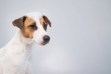Beyaz arka planda köpüklü komik köpek Jack Russell Terrier. Boşluğu kopyala.