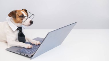 Kravatlı ve gözlüklü akıllı köpek Jack Russell Terrier beyaz arka planda dizüstü bilgisayarın başında oturuyor..