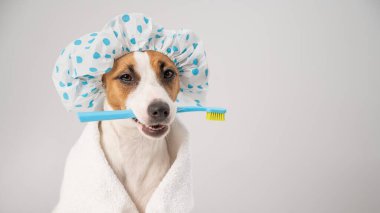 Duş bonesi takmış köpek Jack Russell Terrier 'ın portresi ve beyaz arka planda diş fırçası tutan bir havlu..