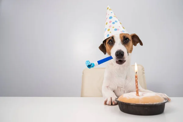 A cute dog jack russell terrier in a birthday hat holds a whistle and looks at a cake with a candle on a white background. Copy space