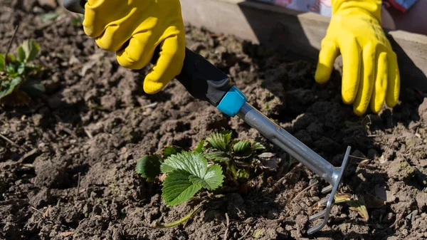 A gardener spuds strawberry beds with a rake. — Stock Photo, Image