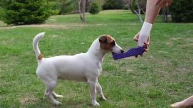 Kadın köpeğe dışarıdaki özel portatif bir içme kabından su veriyor. Jack Russell Terrier susuzluğunu plastik bir seyahat şişesiyle giderir.